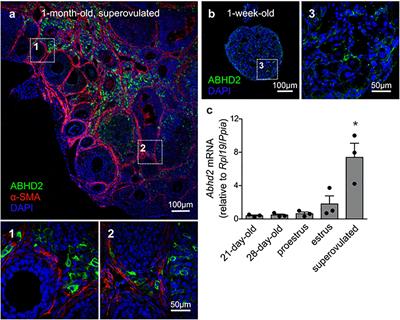 Alpha/Beta Hydrolase Domain-Containing Protein 2 Regulates the Rhythm of Follicular Maturation and Estrous Stages of the Female Reproductive Cycle